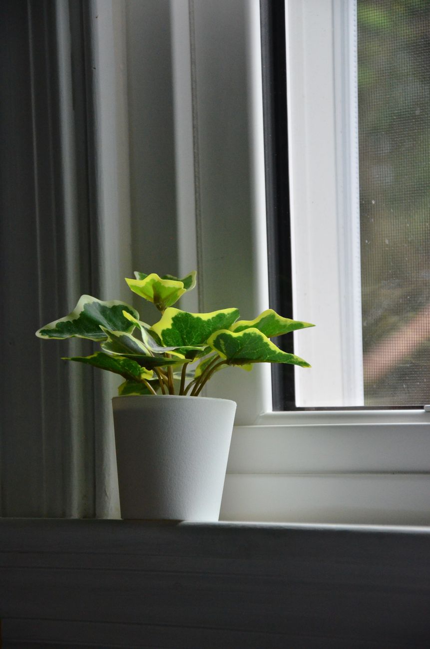 窓辺の観葉植物に朝日が差し込む、穏やかな新しい一日を感じさせる風景